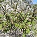 Amorpha fruticosa برگ