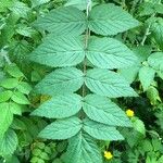 Rubus niveus Blatt