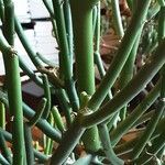 Euphorbia aphylla Bark