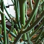 Euphorbia aphylla Corteza