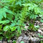 Equisetum pratense Лист