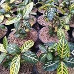 Sanchezia nobilis Folha