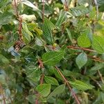 Abelia x grandiflora Leaf