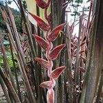Heliconia vellerigera Flor