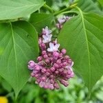 Syringa vulgarisVirág