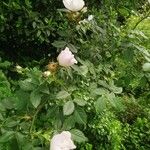 Rosa corymbifera Hoja