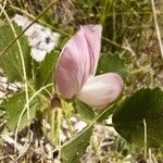 Ononis rotundifolia Blodyn