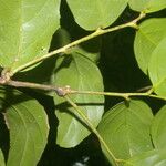 Lecointea amazonica Leaf