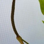 Microsorum punctatum 花