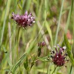 Trifolium willdenovii Агульны выгляд