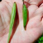 Vincetoxicum nigrum Fruit