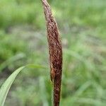 Carex riparia Fruit