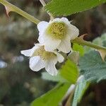 Rubus biflorus Flor