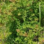 Rubus ulmifoliusLeaf