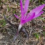 Colchicum bulbocodium Tervik taim