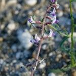 Astragalus layneae Hábito