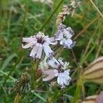 Silene ciliata Flor