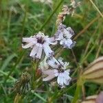 Silene ciliata Flower