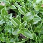 Mesembryanthemum cordifolium Blatt