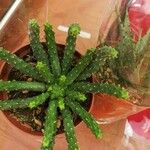 Euphorbia inermis Hostoa