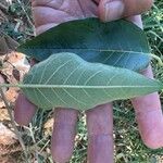 Cestrum reflexum Leaf
