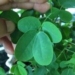 Senna bicapsularis Blatt