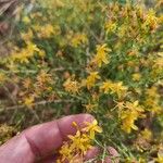 Hypericum triquetrifolium Flower