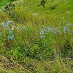 Delphinium leroyi Hàbitat