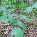 Actaea spicata Elinympäristö