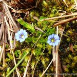 Gentiana sedifolia Blüte