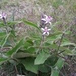 Oxypetalum solanoides Flor