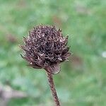 Cephalaria gigantea Fruit