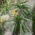 Vanda coerulea फूल