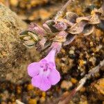 Clinopodium simense