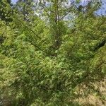 Torreya californica Hábito