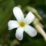 Lacmellea panamensis Flor