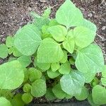 Parietaria debilis Yaprak