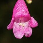 Strobilanthes hamiltoniana Çiçek