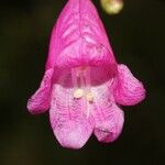 Strobilanthes hamiltoniana Flor