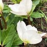 Helleborus niger Flower