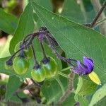 Solanum dulcamaraFlor