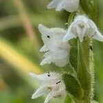 Goodyera repens Flor