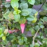 Barleria repens Leaf