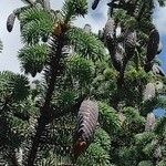 Picea chihuahuana