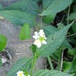 Lantana achyranthifolia Frunză