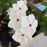 Catharanthus coriaceus Çiçek