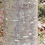 Cotoneaster bullatus 樹皮