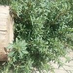 Amaranthus blitoides Folla