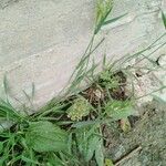 Polypogon viridis Habitus