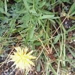 Centaurea collina Habit